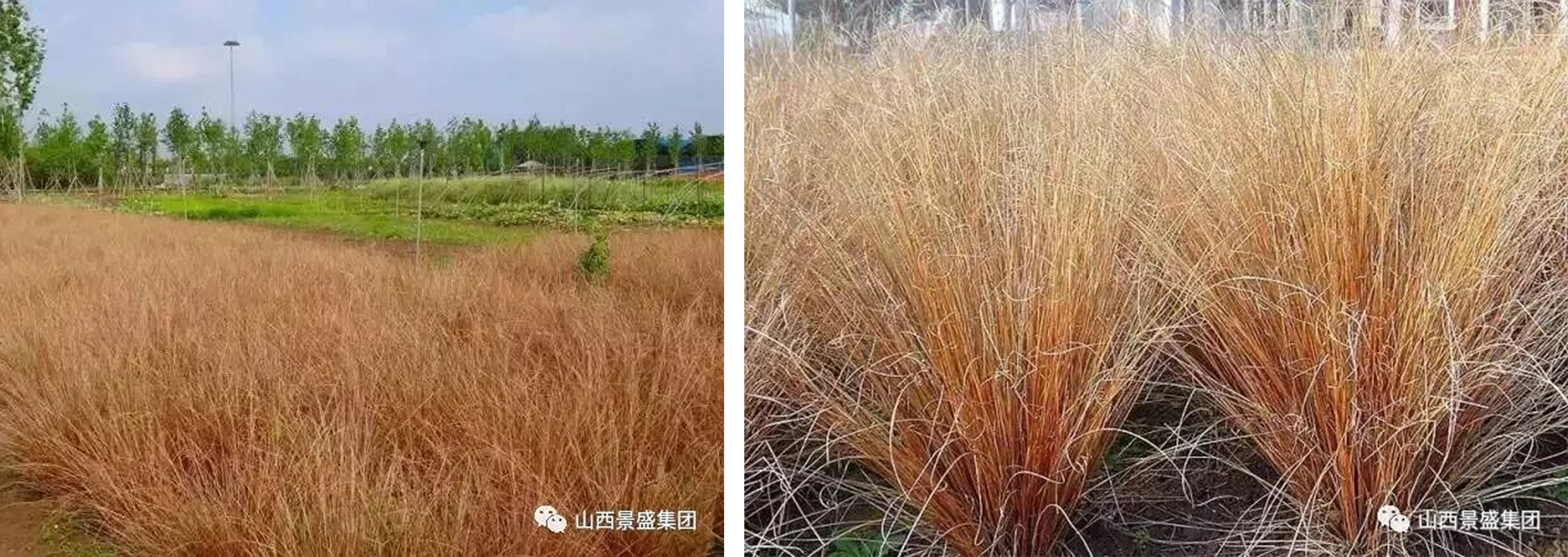 棕红苔草.jpg